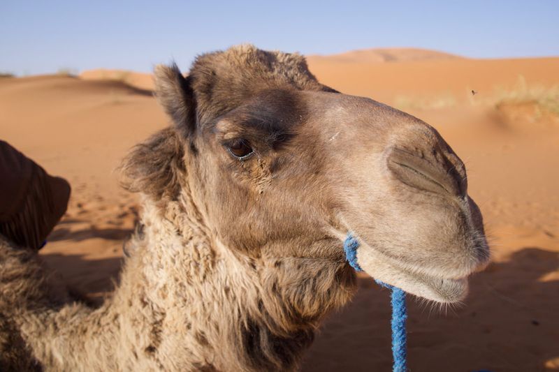 Sahara Desert in Merzouga, Morocco 2019